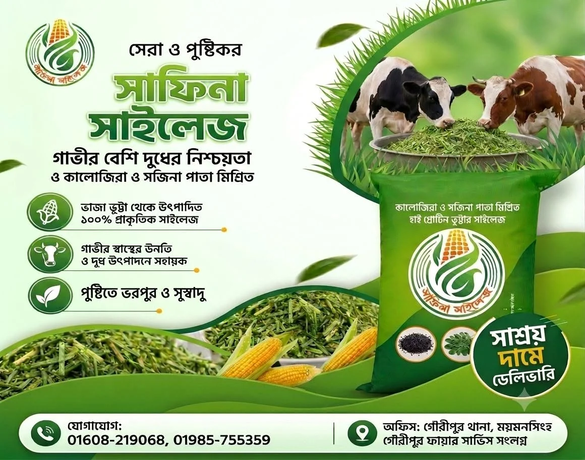 উন্নতমানের কর্ণ সাইলেজ